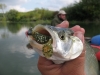 Rybolov na Malom Dunaji